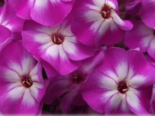 Emel Sayın _Nasıl geçti habersiz_