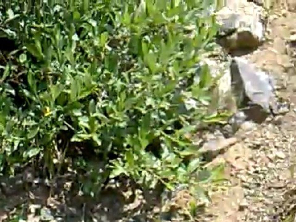 Kalederesi Soğuk Su