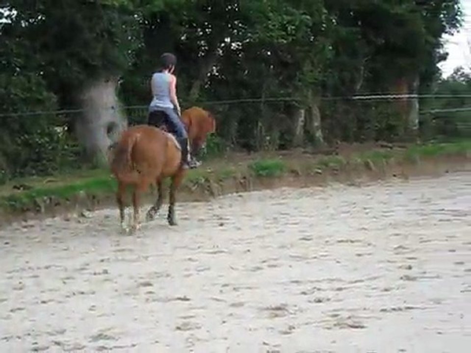 Travail au trot