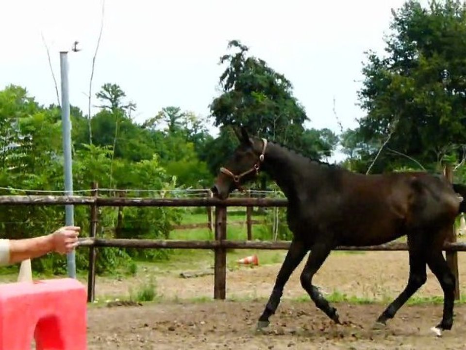 ubiscus saut liberté