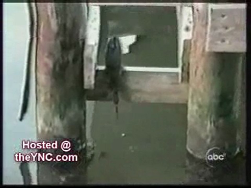 AnimalsThink