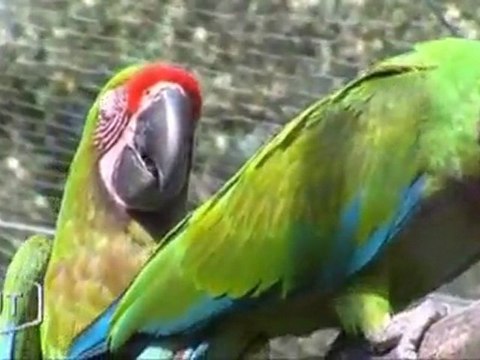 Naissances exceptionnelles au Zoo des Sables d’Olonne