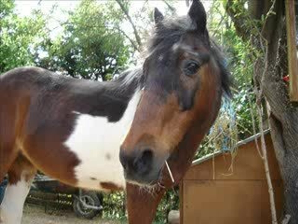 Coralie