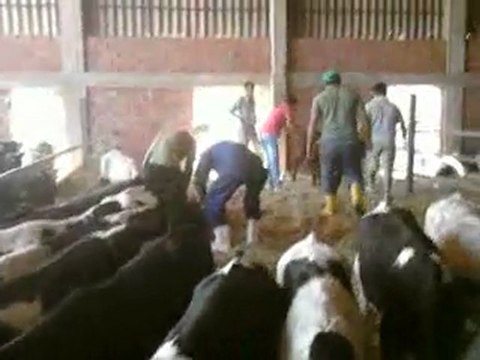 BUZAĞI SATIŞI 2011 TEL: 0546 851 6657