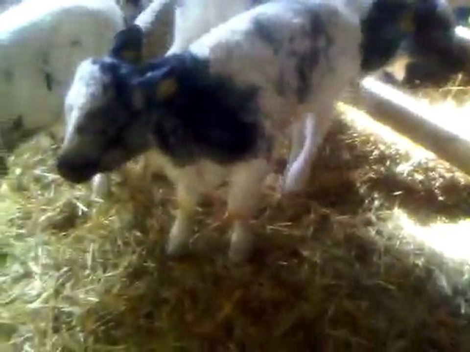 EDİRNE HAYVAN PAZARI TEL: 0546 851 6657 EDİRNE SATILIK HAYVAN PAZARI SİMENTAL HOLSTEİN İNEK BUZAĞI GEBE DÜVE