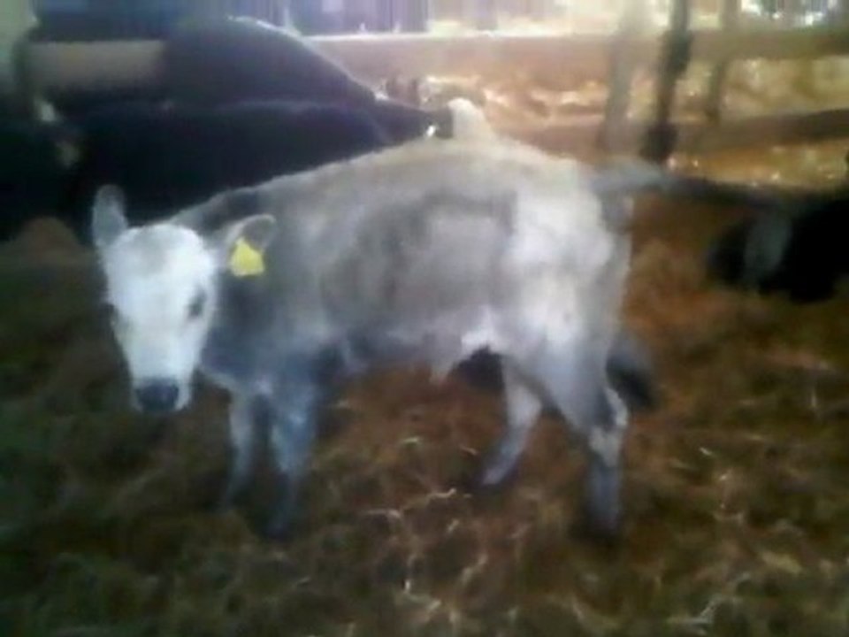 İSTANBUL HAYVAN PAZARI, TEL: 0546 851 6657 İSTANBUL SATILIK HAYVAN PAZARI, İSTANBUL HAYVAN PAZARI FİYATLARI