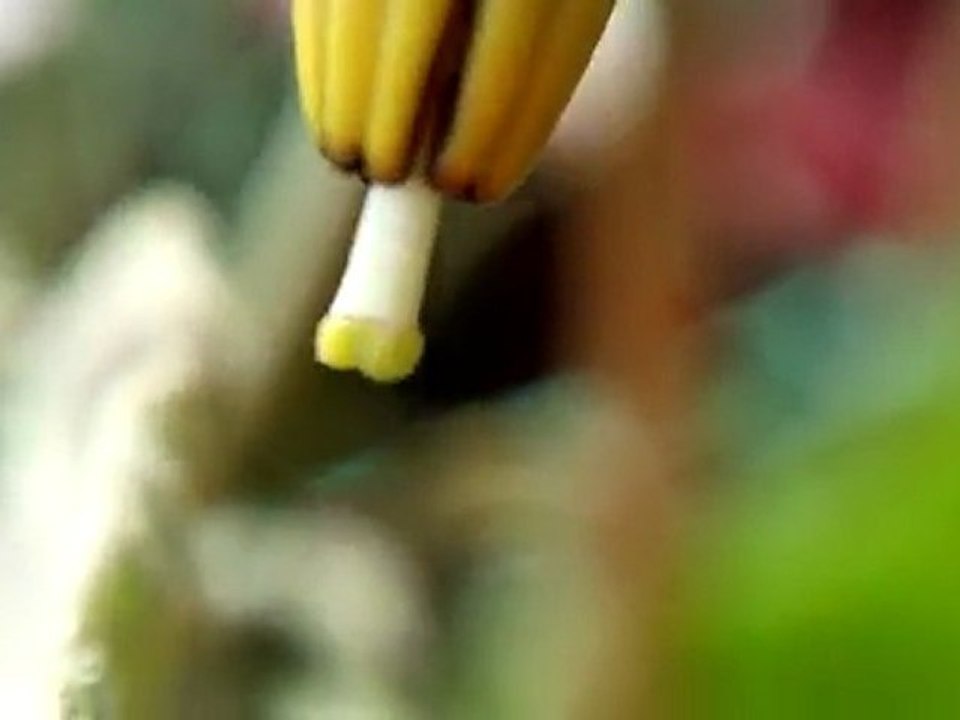 Hand pollinating eggplant.