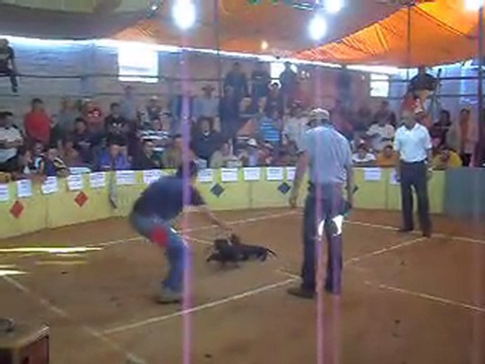 gallos y galleros jocotitlan