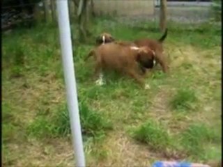 "On s'éclate au parc !!" à 33 jours, 2011-08-31 (CHEYENNE de SAINT QUINIS X UCELLO du DOLON / Portée des "G" 2011)