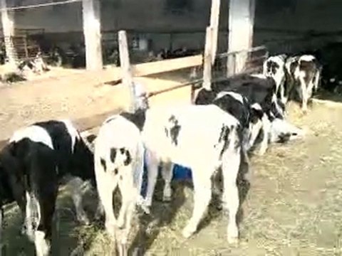 istanbul canlı hayvan pazarı tel: 0546 851 6657