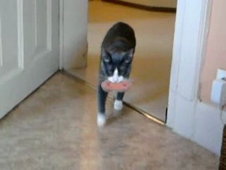 chat ou chien