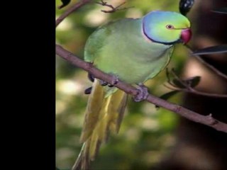 Oiseaux tristes - Maurice Ravel