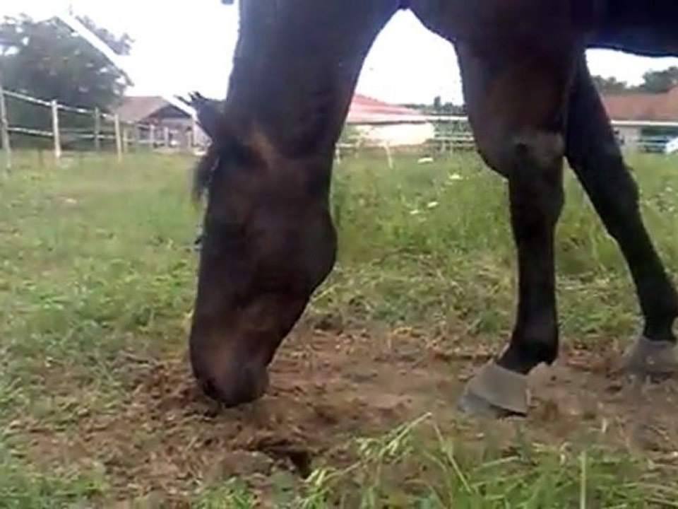 video4