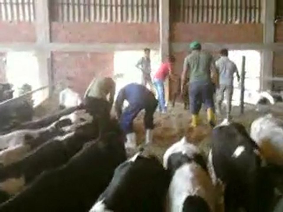 BOLU HAYVAN PAZARI TEL: 0546 851 6657 BOLU SATILIK HAYVAN PAZARI FİYATLARI BOLU SATILIK GEBE DÜVE BUZAĞI DANA CANLI HAYVAN