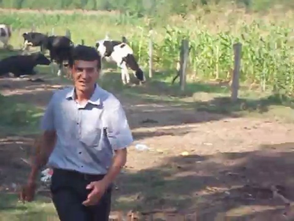 gian şila yavrular