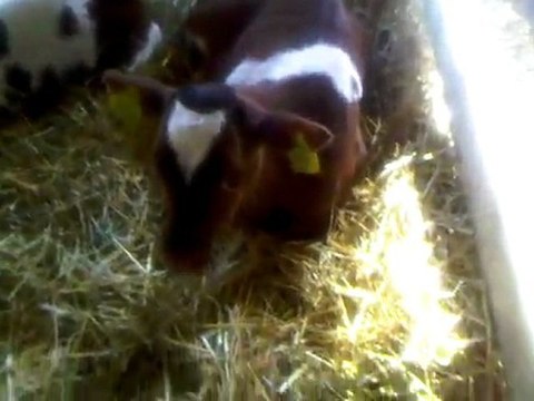 ÇANKIRI HAYVAN PAZARI TEL: 0546 851 6657 ÇANKIRI SATILIK CANLI HAYVAN PAZARI FİYATLARI SATILIK BUZAĞI DANA GEBE DÜVE İNEK HAYVAN