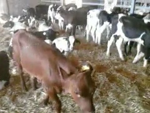 ağrı hayvan pazarı TEL: 0546 851 6657 AĞRI SATILIK CANLI HAYVAN PAZARI FİYATLARI SATILIK İNEK GEBE DÜVE SİMENTAL DANA ERKEK BUZAĞI SATIŞI