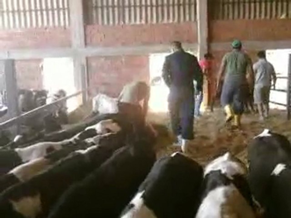 TEL: 0546 851 6657 BELÇİKA MAVİSİ FİYATLARI, BELÇİKA MAVİSİ DANA FİYATLARI, BELÇİKA MAVİSİ BUZAĞI FİYATLARI, BELÇİKA MAVİLERİ SATILIK