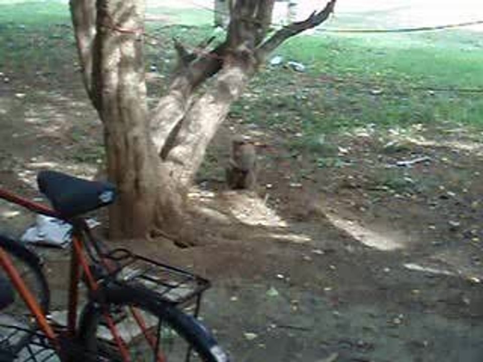 Les singes à l’IIT Madras (Chennai)