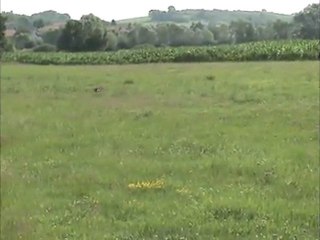 Guita du Saubrunnen, Jagd terrier de 3 mois, travail au lièvre.