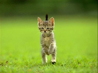 Jade Cocoon Battle ~ Drill