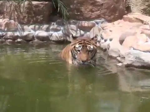 İsyan hayvanat bahçesini de vurdu