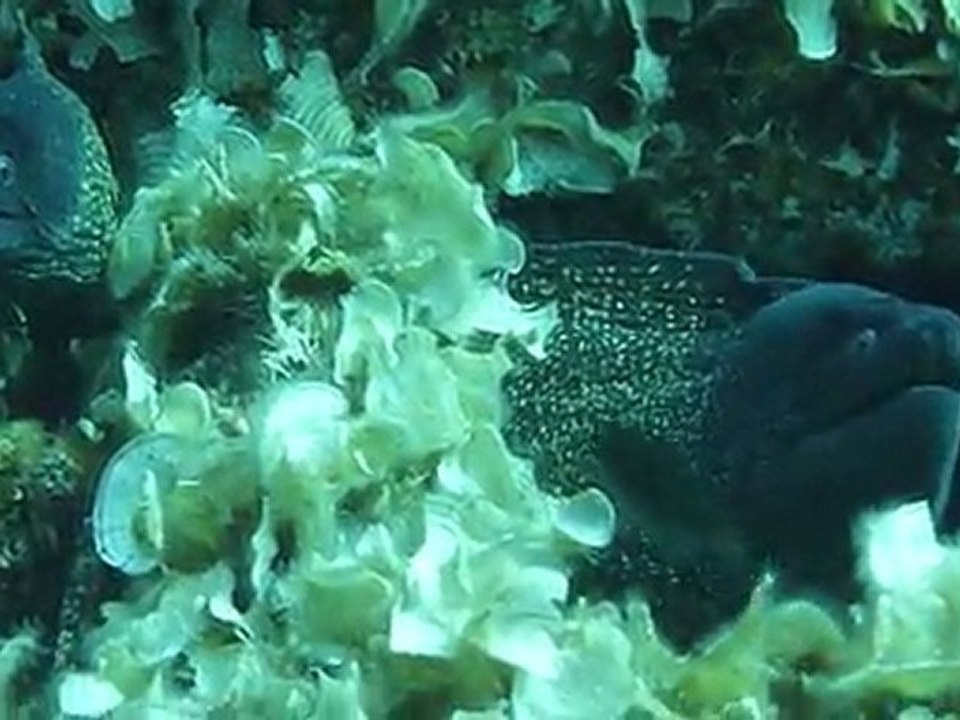 Murène qui aboie!!!