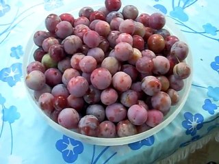 Sadonkorjuun aika: Kypsiä kriikunoita Hanki sinäkin kriikunapuu ja kirsikkapuu