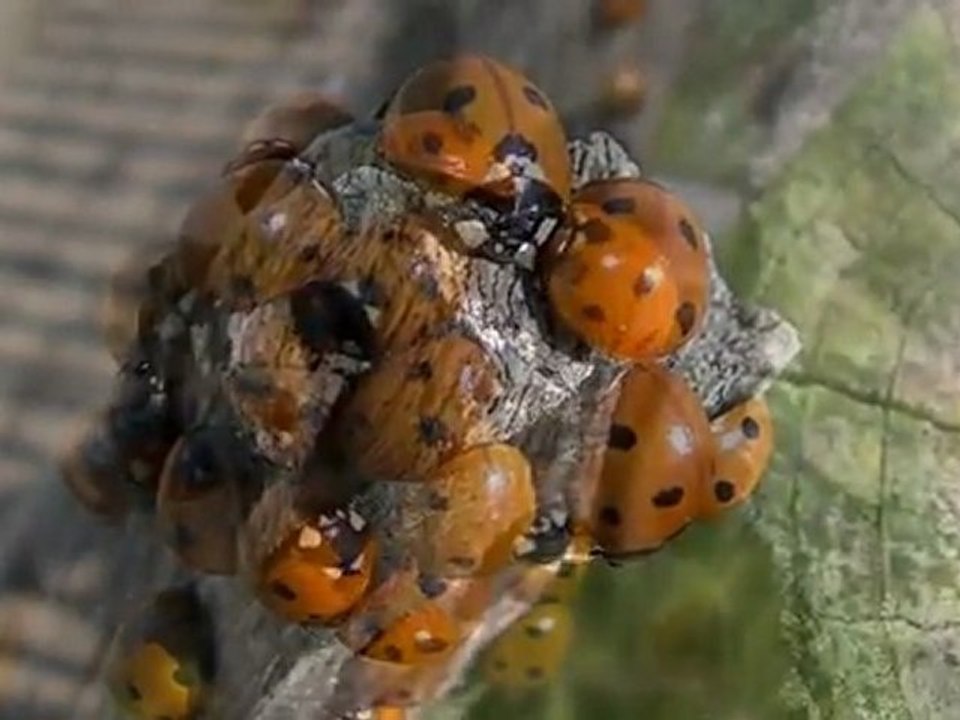 invasion tout en couleur