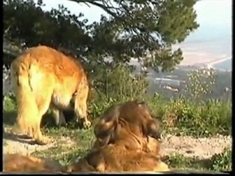 leonberg de l'aulp de fier flassans sur issole 83340