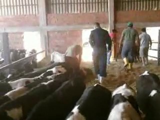 hazer emlak tel: 0546 851 6657  MALATYA SATILIK HAYVAN APZARI FİYATLARI