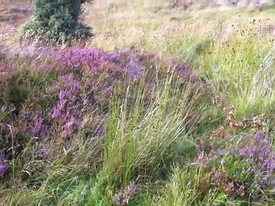 Entre Skye et Plockton
