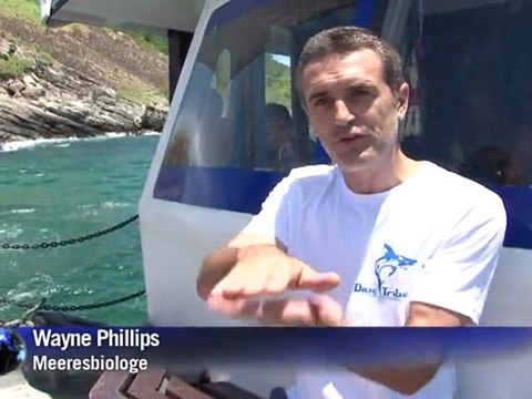 Freiheit statt Flossensuppe: Taucher retten Haie in Thailand