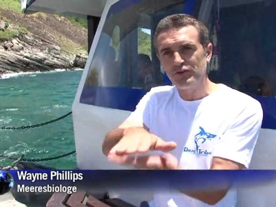 Freiheit statt Flossensuppe: Taucher retten Haie in Thailand