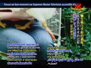 Pixie the Peking Duck - Oh, to Waddle and Paddle Again!