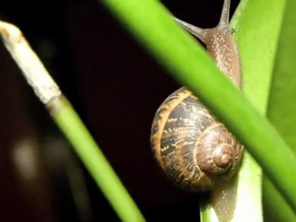 Caracol cibernetico