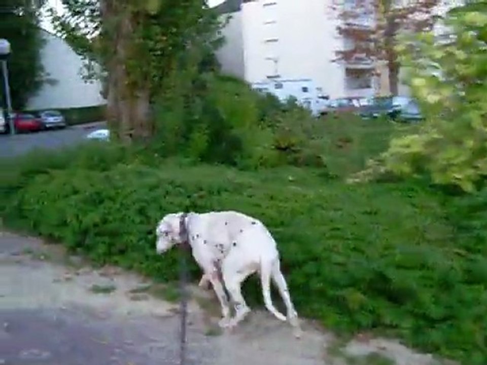 PONGO 02.09.2011