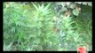 Pietravairano (CE) - Sequestrata piantagione di Cannabis