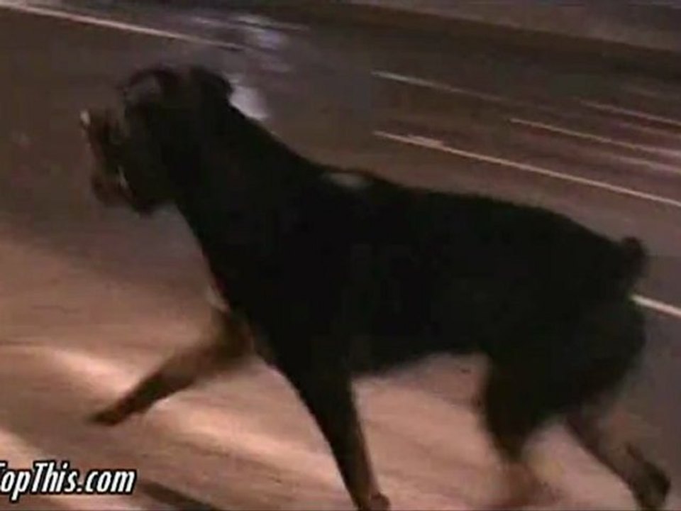 Playing fetch with rottweiler