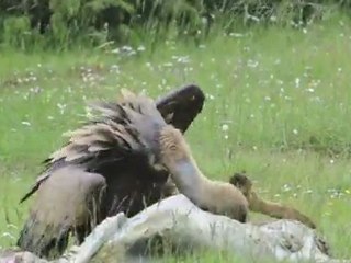 vautour fauve intimidation