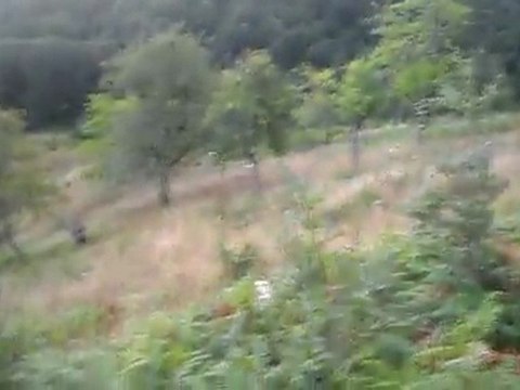 Bıldırcın AVı 2 ...yalnız kurt 57 28-08-2001