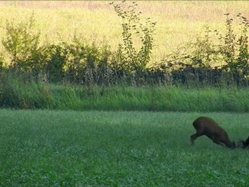 Combat de chevreuils