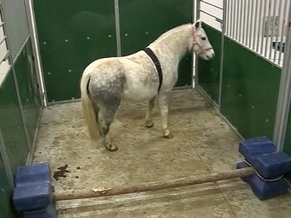 On instruit bien les chevaux