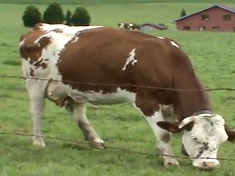 M2U00053 VTT James Circuit 86 29.aout.2011 Concerto pour Vaches