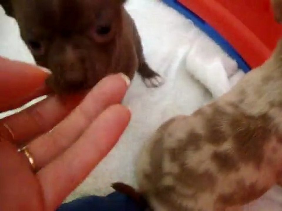 chihuahuas 5 semaines / 5 bébés chichi