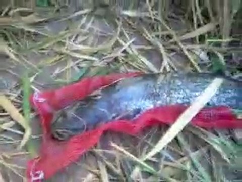 Çorum Osmancık Balık Avı