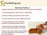 Ear Care For Your Cocker Spaniel