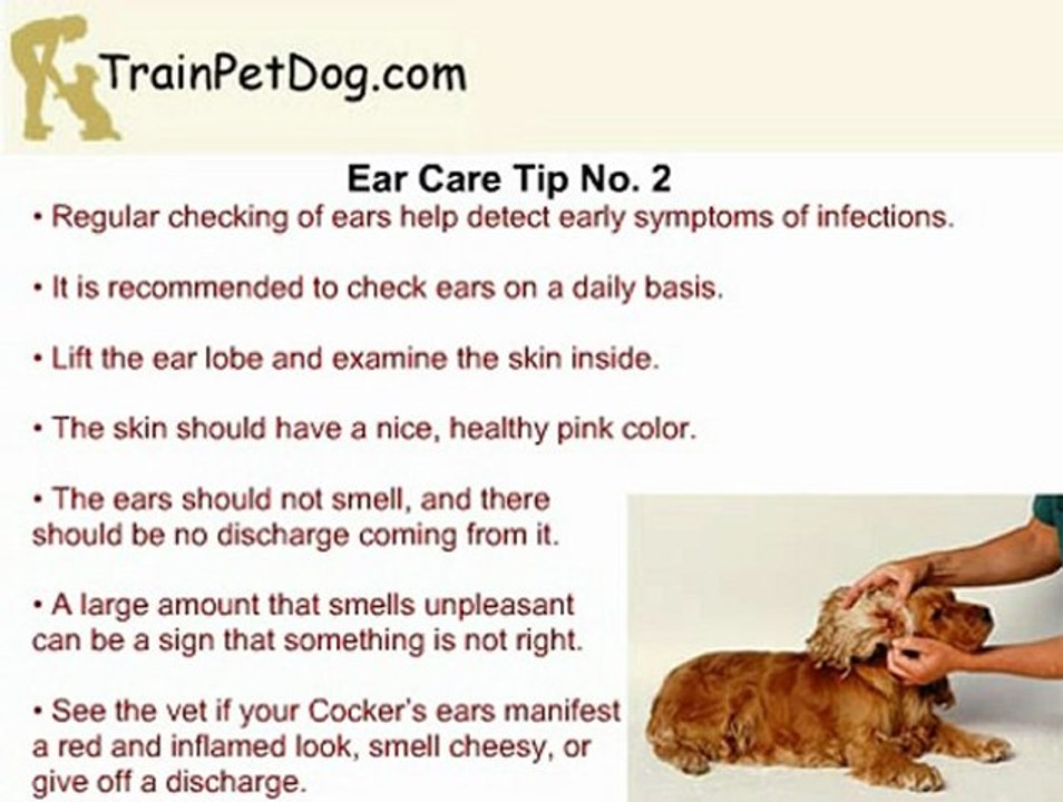 Ear Care For Your Cocker Spaniel