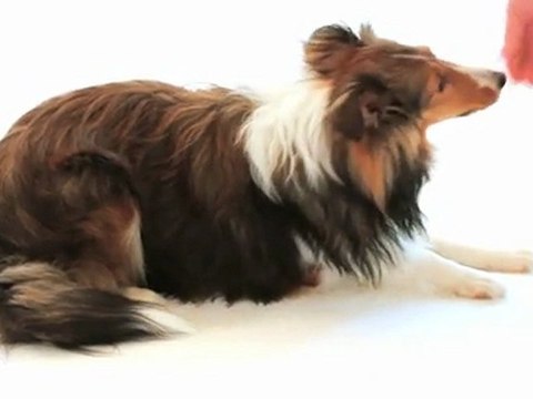 Dressage du chien Commandement Couché apprendre à son chien à se coucher