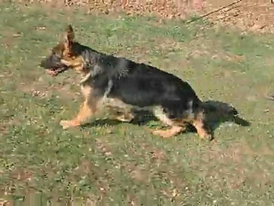 Gino de la cite d emeraude un fils de Solo et Vanta à 5 mois